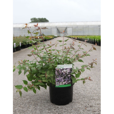 KOLKWITZIA amabilis Pink Cloud En pot de 4-5 litres