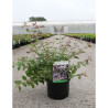 KOLKWITZIA amabilis Pink Cloud En pot de 4-5 litres