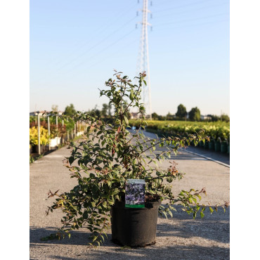 KOLKWITZIA amabilis Pink Cloud En pot de 10-12 litres