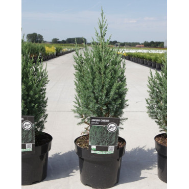 JUNIPERUS chinensis STRICTA En pot de 4-5 litres