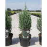 JUNIPERUS chinensis STRICTA En pot de 4-5 litres