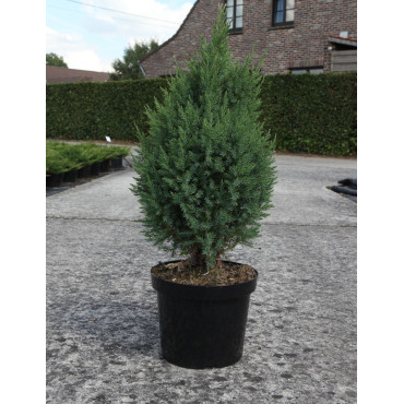 JUNIPERUS chinensis STRICTA En pot de 10-12 litres