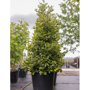 JUNIPERUS chinensis STRICTA En pot de 90-110 litres