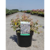 HYPERICUM moserianum TRICOLOR En pot de 3-4 litres