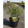 HYPERICUM hidcoteense HIDCOTE En pot de 10-12 litres