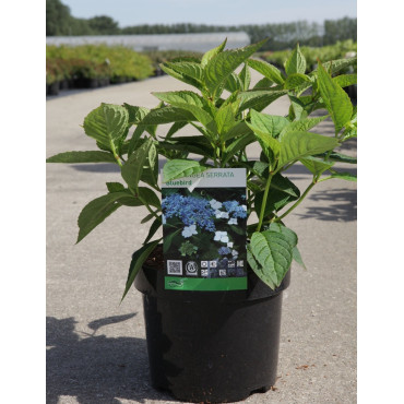 HYDRANGEA serrata BLUEBIRD En pot de 3-4 litres