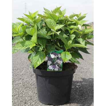 HYDRANGEA serrata BLUEBIRD En pot de 7-10 litres