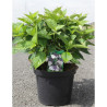 HYDRANGEA serrata BLUEBIRD En pot de 7-10 litres