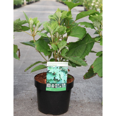 HYDRANGEA quercifolia SNOW QUEEN En pot de 3-4 litres