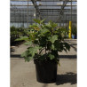 HYDRANGEA quercifolia SNOW QUEEN En pot de 10-12 litres