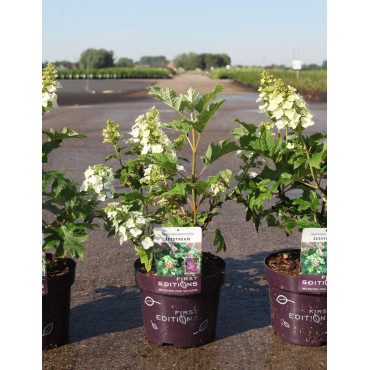 HYDRANGEA quercifolia JETSTREAM En pot de 4-5 litres