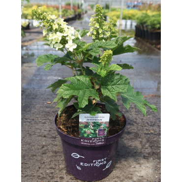 HYDRANGEA quercifolia JETSTREAM En pot de 10-12 litres