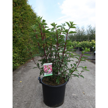 HYDRANGEA paniculata En pot de 30-35 litres