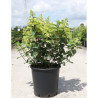 HYDRANGEA paniculata En pot de 30-35 litres