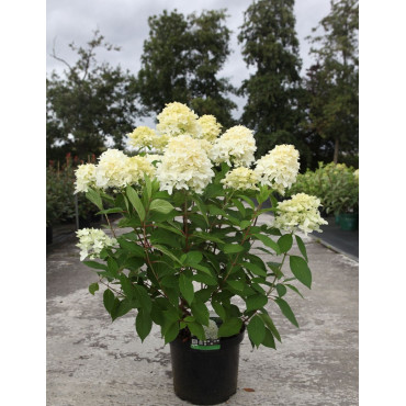 HYDRANGEA paniculata En pot de 10-12 litres