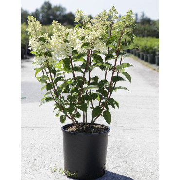 HYDRANGEA paniculata En pot de 10-12 litres