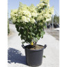 HYDRANGEA paniculata En pot de 35-50 litres