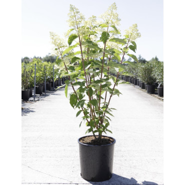 HYDRANGEA paniculata En pot de 10-12 litres