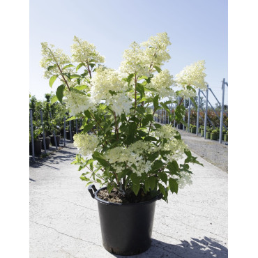 HYDRANGEA paniculata En pot de 35-50 litres