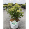 HYDRANGEA paniculata En pot de 10-12 litres