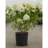 HYDRANGEA paniculata En pot de 10-12 litres