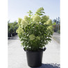 HYDRANGEA paniculata En pot de 35-50 litres