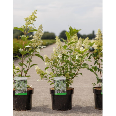 HYDRANGEA paniculata En pot de 3-4 litres