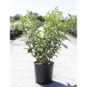 HYDRANGEA paniculata En pot de 10-12 litres