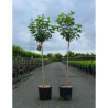 HYDRANGEA paniculata En pot de 12-15 litres forme tige hauteur du tronc 090-110 cm