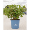 HYDRANGEA ENDLESS SUMMER TWIST-N-SHOUT BLEU En pot de 15-20 litres