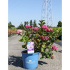 HYDRANGEA ENDLESS SUMMER SUMMER LOVE En pot de 15-20 litres