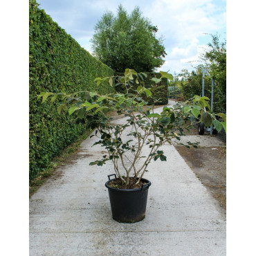 HAMAMELIS intermedia En pot de 35-50 litres