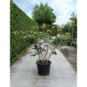 HAMAMELIS intermedia En pot de 35-50 litres