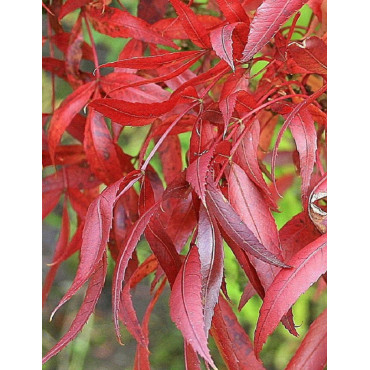 FRAXINUS angustifolia RAYWOOD