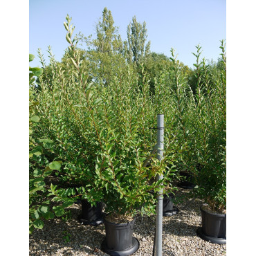 FORSYTHIA intermedia LYNWOOD GOLD En pot de 15-20 litres