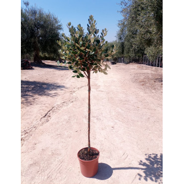 FEIJOA sellowiana En pot de 15-20 litres forme tige hauteur du tronc 090-110 cm