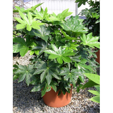 FATSIA japonica ou sieboldii En pot de 35-50 litres