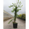 EXOCHORDA macrantha THE BRIDE En pot de 10-12 litres