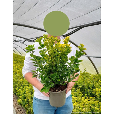 EUONYMUS japonicus AUREOMARGINATUS En pot de 4-5 litres