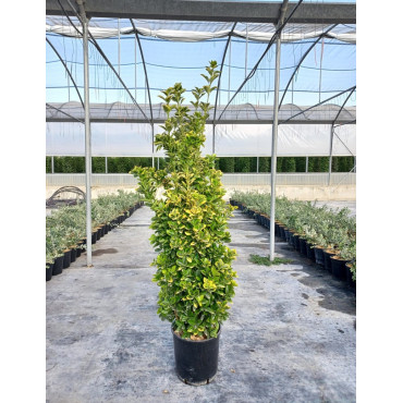 EUONYMUS japonicus AUREOMARGINATUS En pot de 30-35 litres