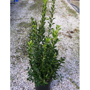 EUONYMUS japonicus En pot de 7-10 litres