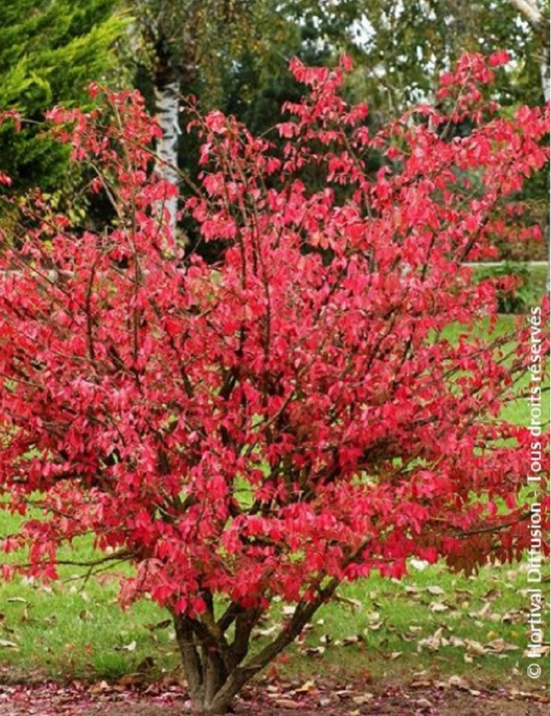 EUONYMUS alatus