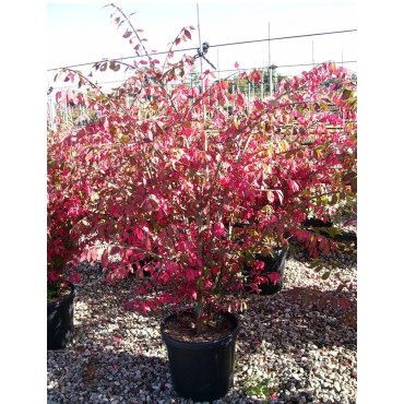 EUONYMUS alatus En pot de 15-20 litres