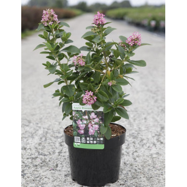 ESCALLONIA laevis PINK ELLE En pot de 3-4 litres