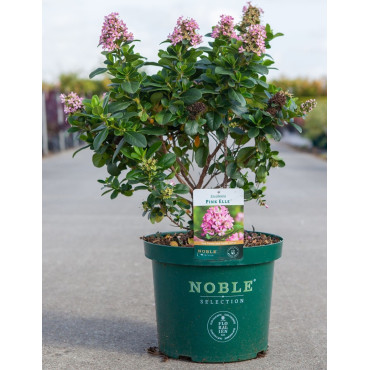 ESCALLONIA laevis PINK ELLE En pot de 10-12 litres