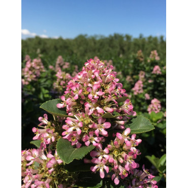 ESCALLONIA laevis PINK ELLE