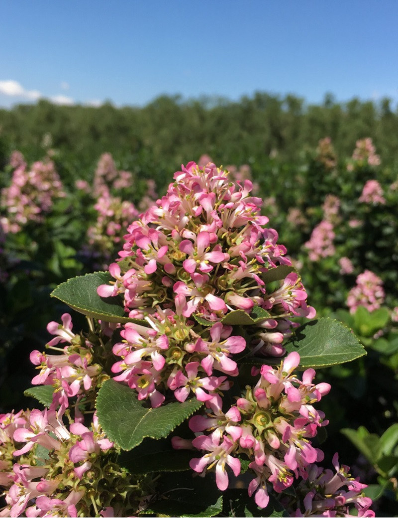 ESCALLONIA laevis PINK ELLE