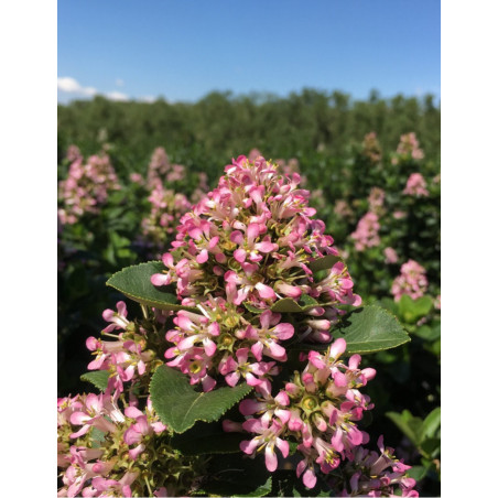 ESCALLONIA laevis PINK ELLE