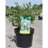 ESCALLONIA APPLE BLOSSOM En pot de 3-4 litres