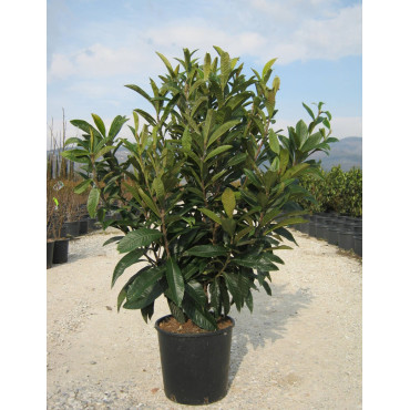 ERIOBOTRYA japonica En pot de 25-30 litres